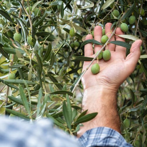 Egyptian olive harvest — field workers in the grove