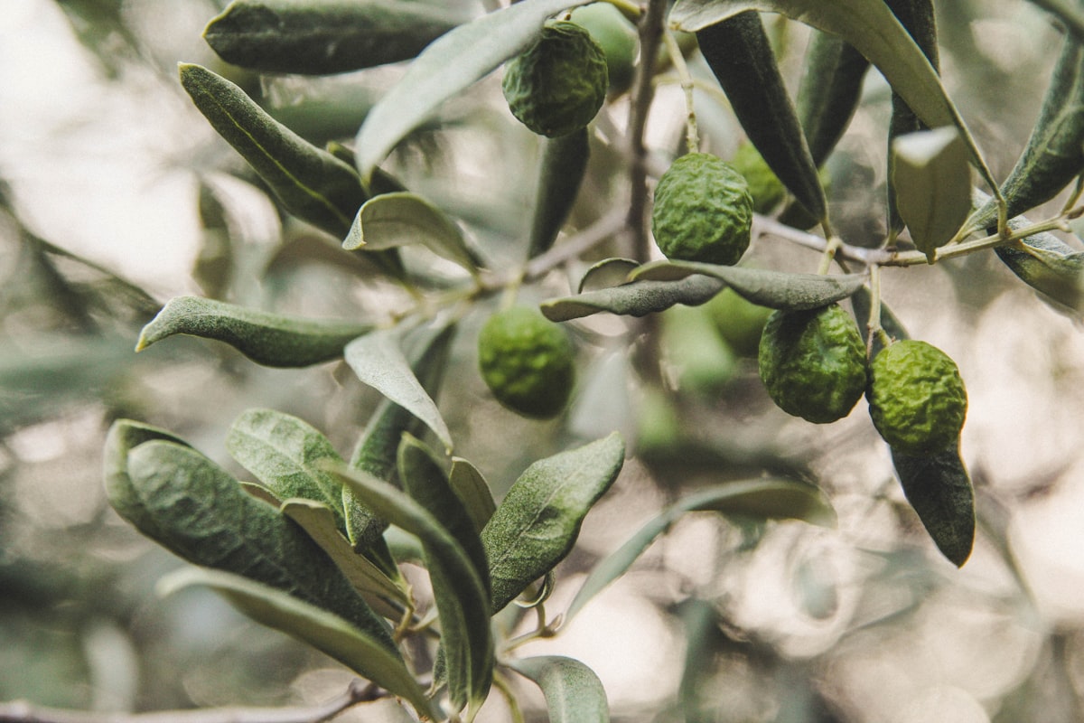 Black Mission Olives